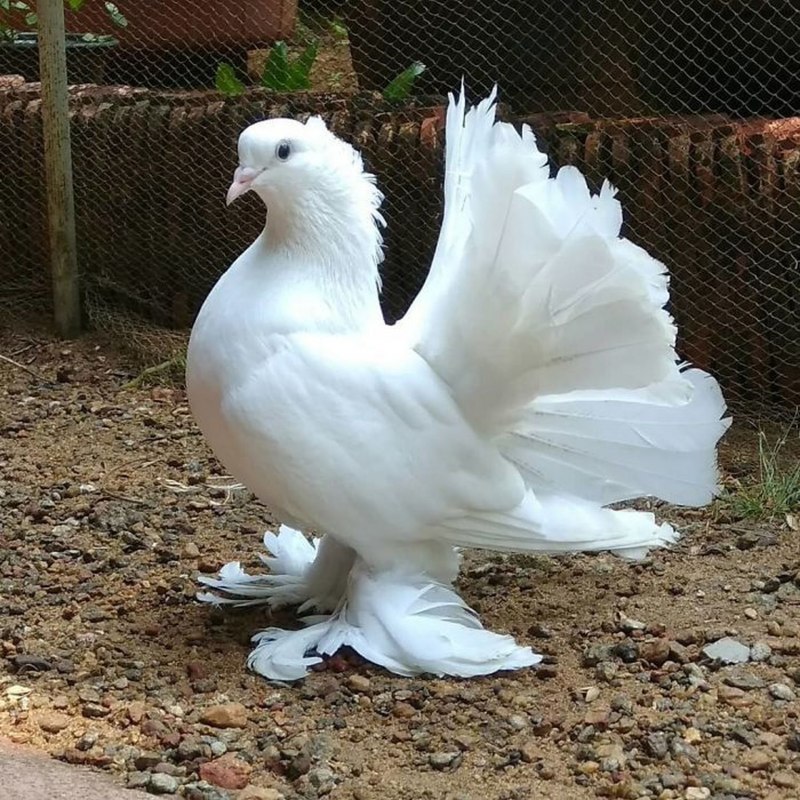 Pigeon Wings