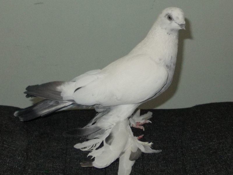 Tiger Fancy Pigeon