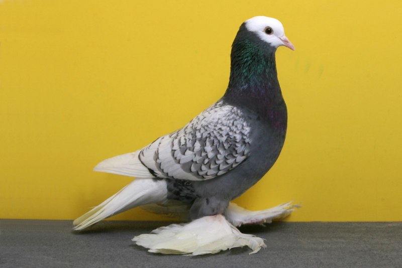 Starling Pigeon