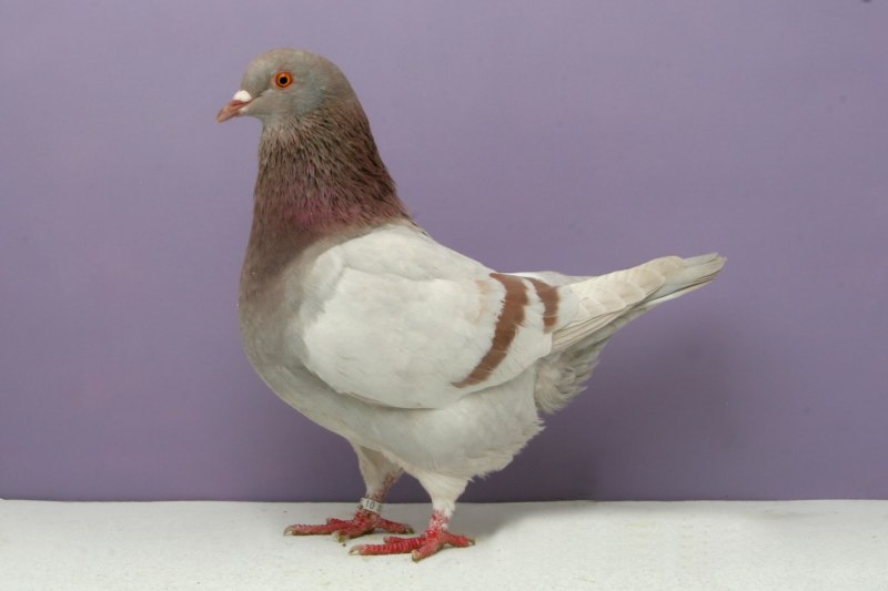 Fantail Pigeon