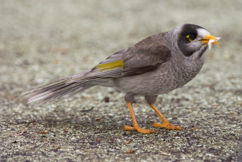 Воробьинообразные ( passeriformes )
