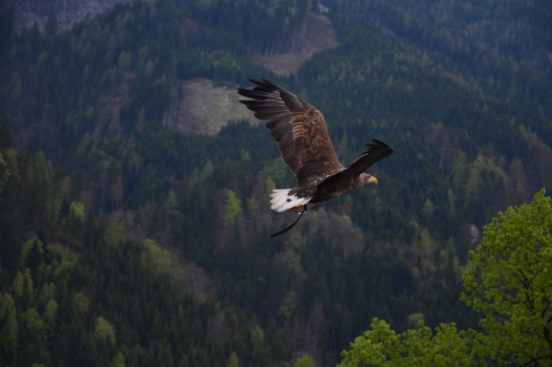 Орел птица в полете над горами (54 фото)