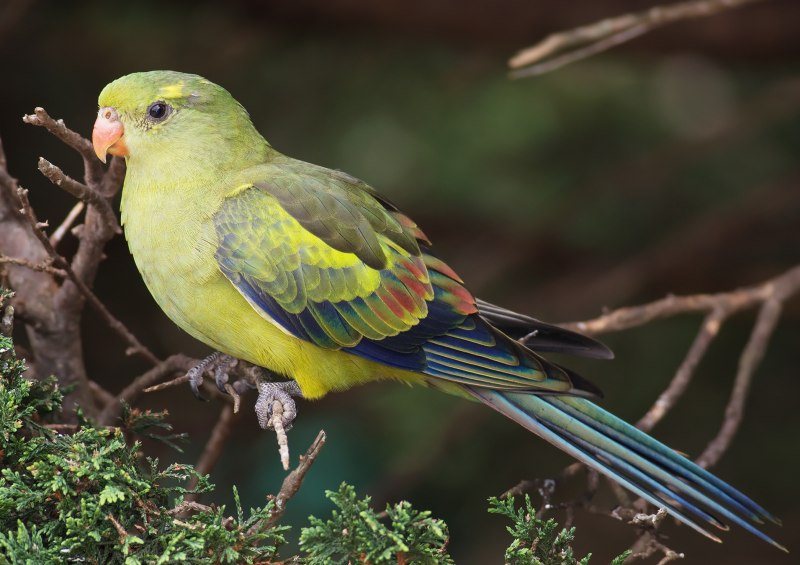 Polytelis anthopeplus anthopeplus