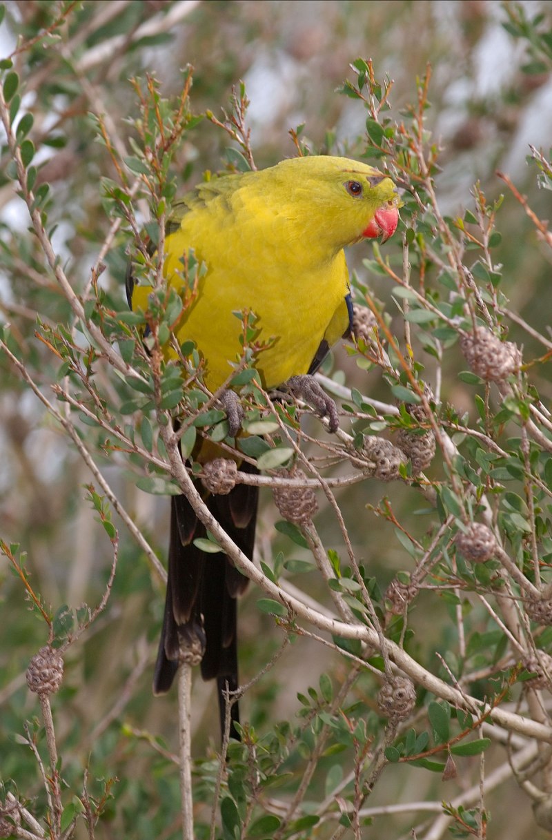 Polytelis anthopeplus