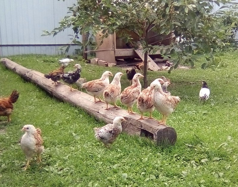 Загорская лососевая
