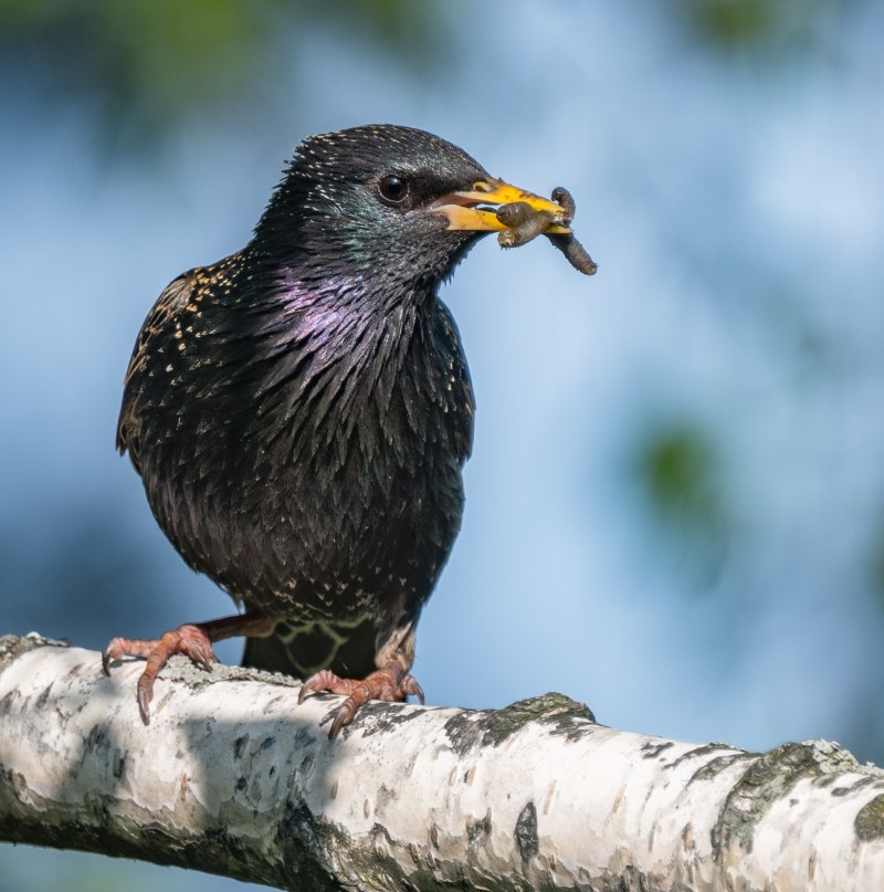 Graurul- (Sturnus vulgaris