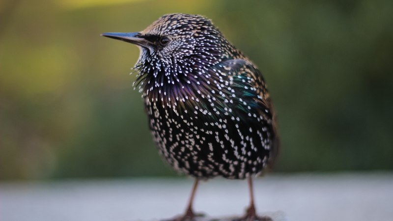 Китайский скворец фото