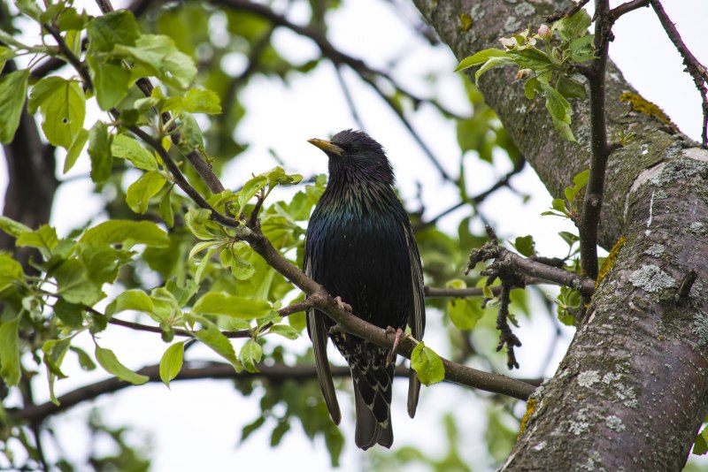 Камбоджийский скворец (Sturnus burmannicus)