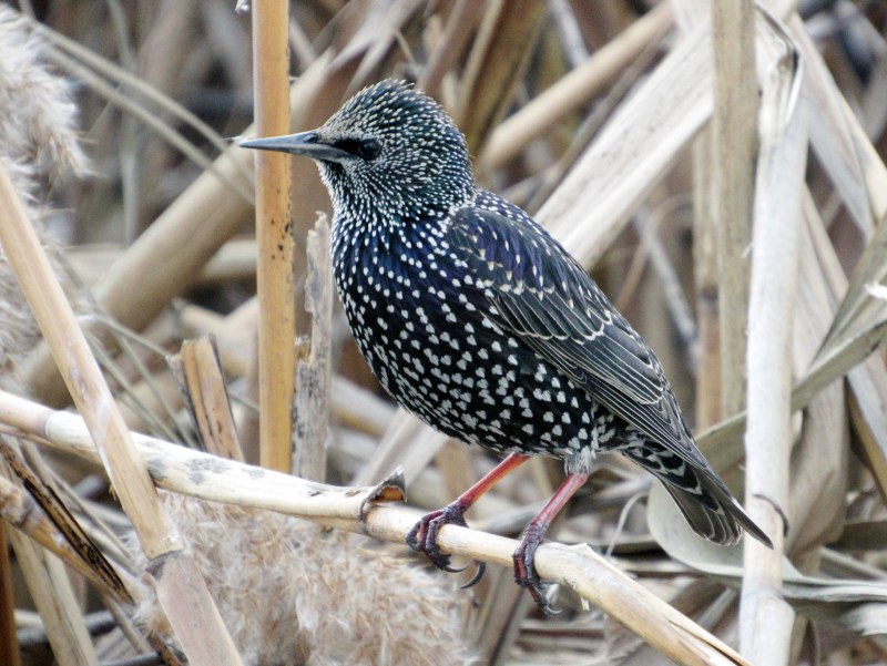 Starling Bird