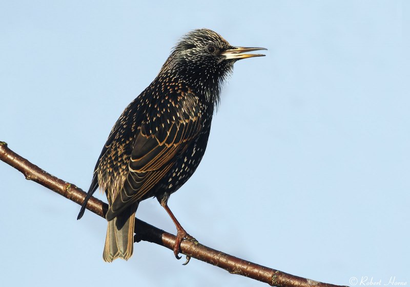 Sturnus vulgaris