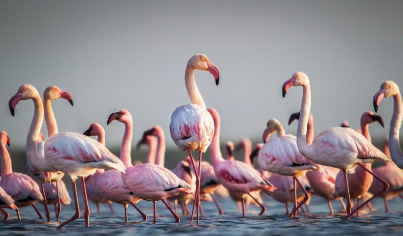Фламинго отражение в воде