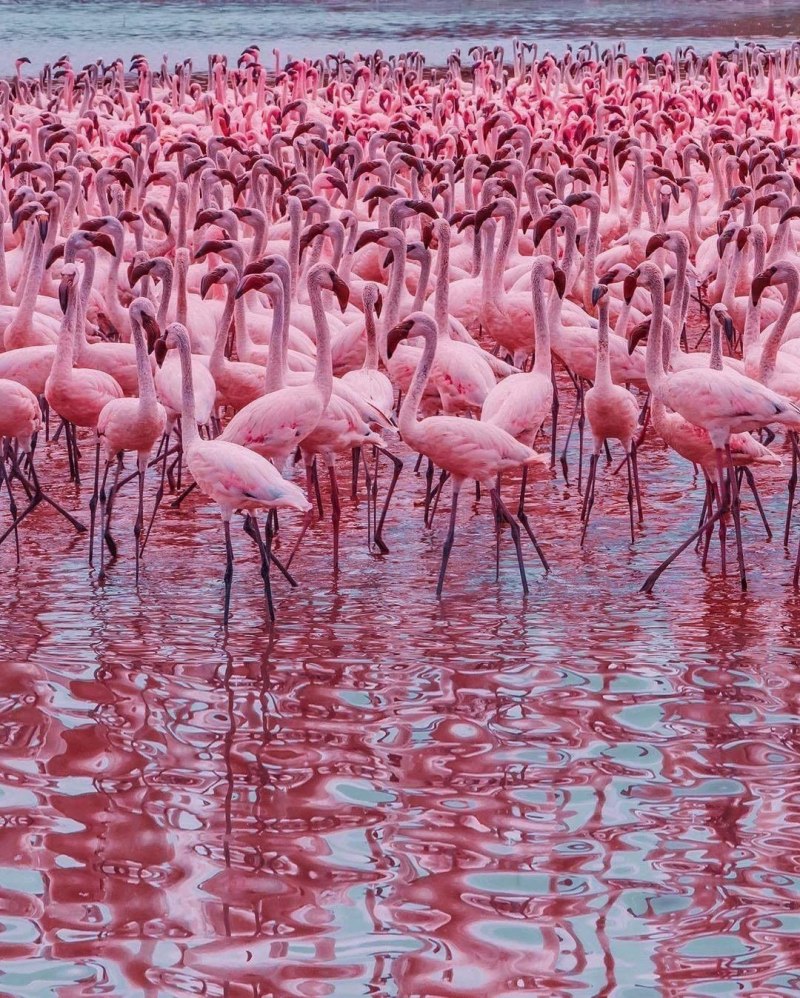 Flora Flamingo 0-6 мес