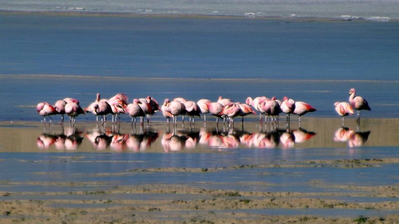 Walvis Bay Namibia Фламинго