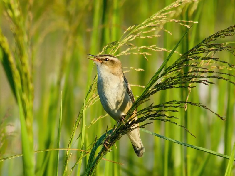 Вертлявая камышевка (Acrocephalus paludicola)