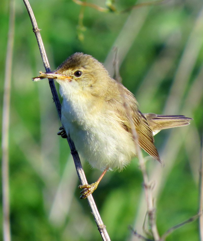 Серия: птицы Камышовка Садовая(Garden Warbler)