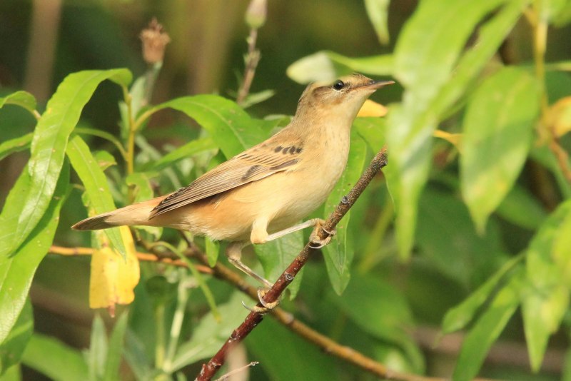 Acrocephalus arundinaceus