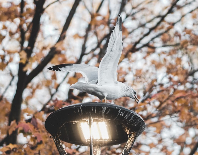 Autumn Bird aesthetic