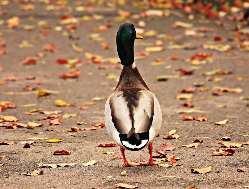 Злой селезень фото