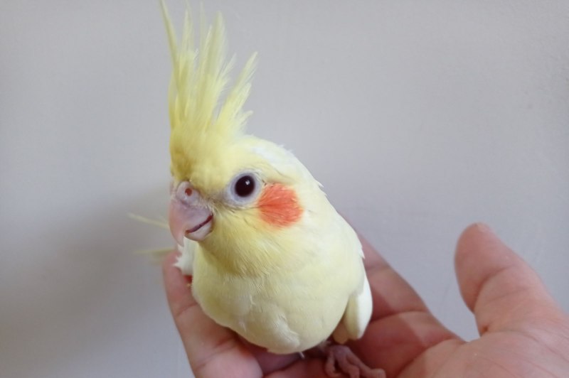Корелла лютино самка