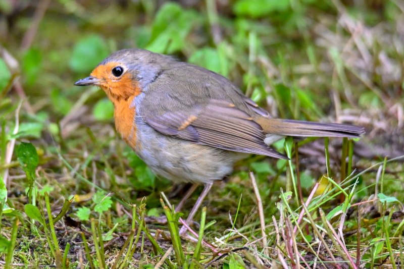 Erithacus rubecula Малиновка