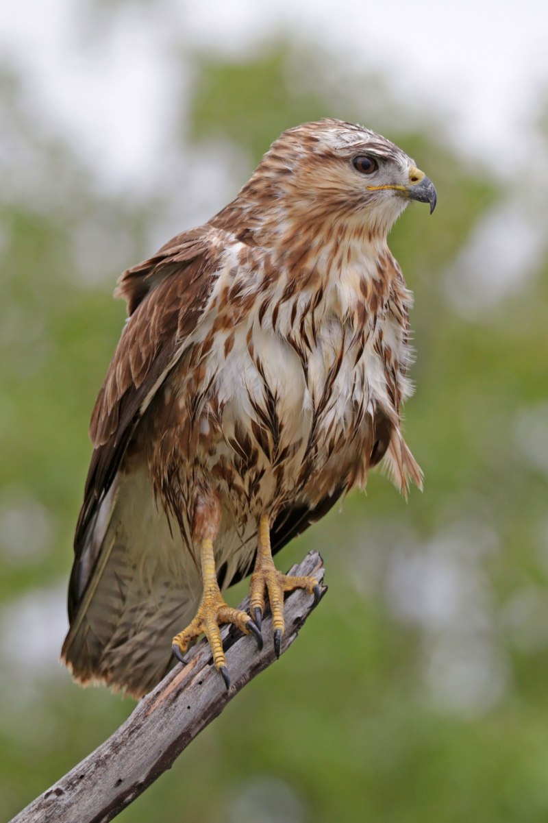 Обыкновенный канюк Buteo Buteo