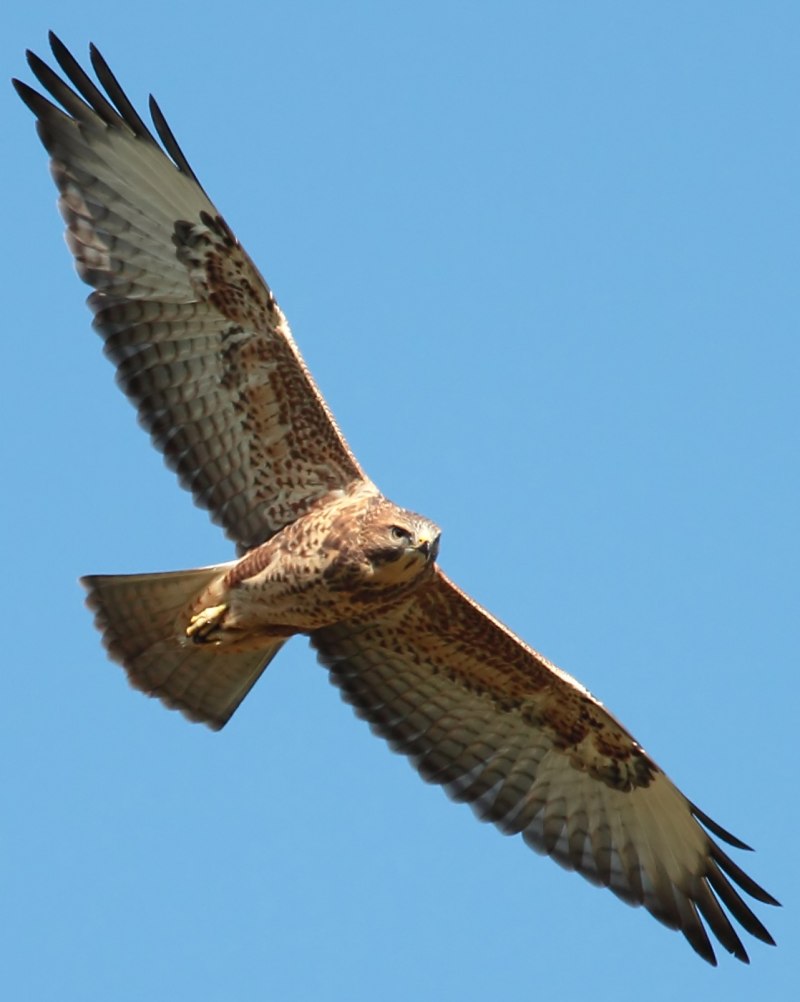 Обыкновенный канюк Buteo Buteo