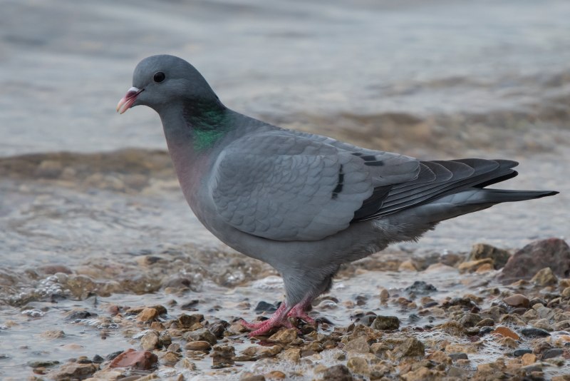 Columba Oenas - Клинтух