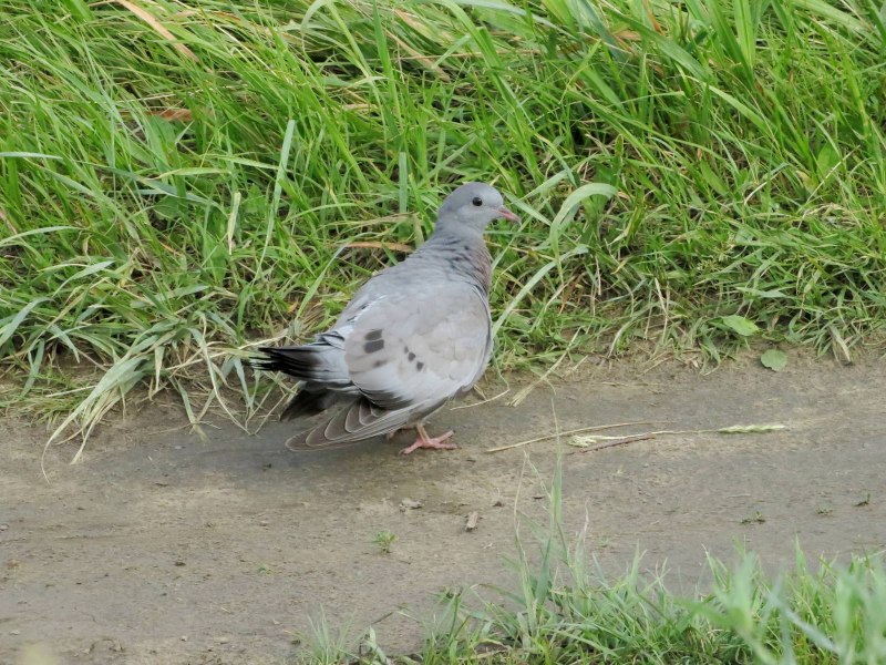 Columba punicea