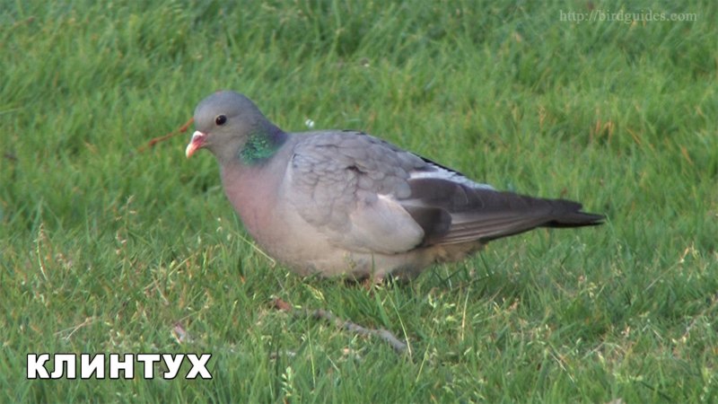 Клинтух и вяхирь