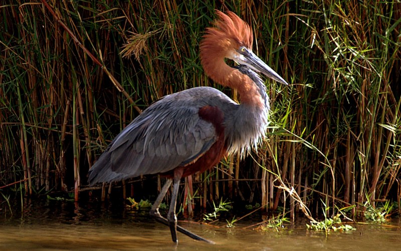 Рыжая цапля (Ardea purpurea)