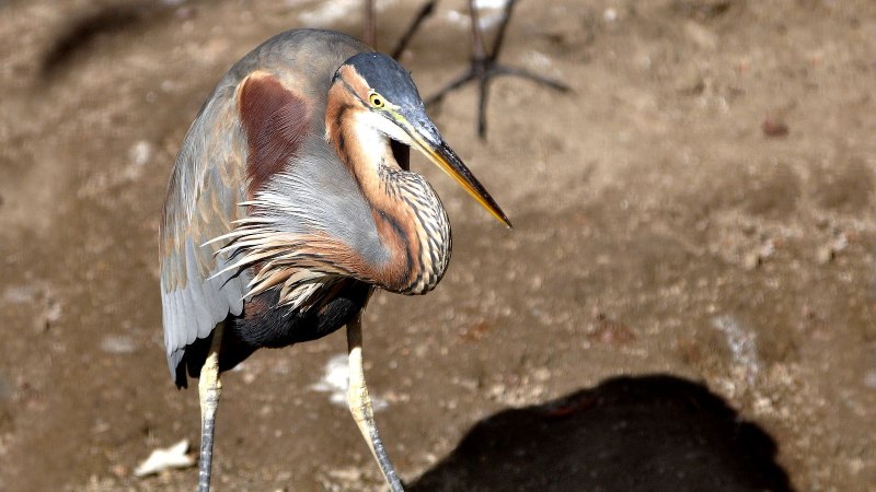 Рыжая цапля (Ardea purpurea)