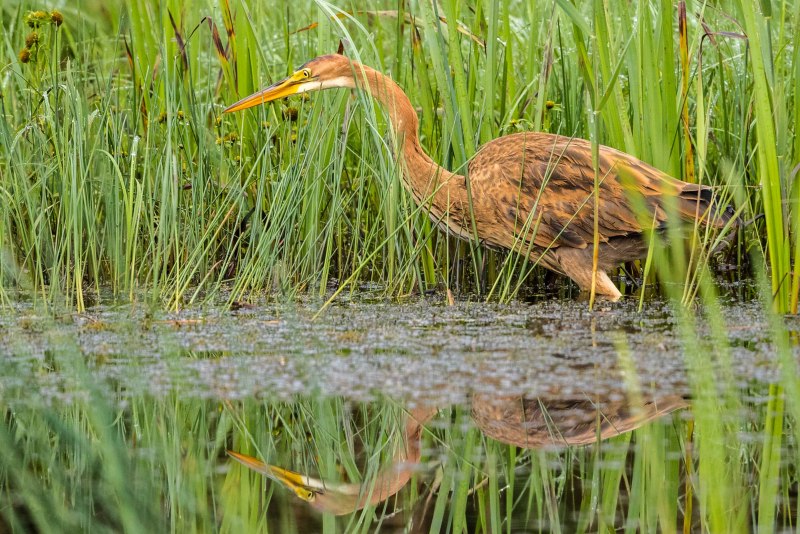 Purple Heron