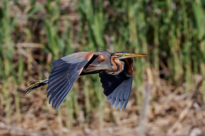 Рыжая цапля (Ardea purpurea)