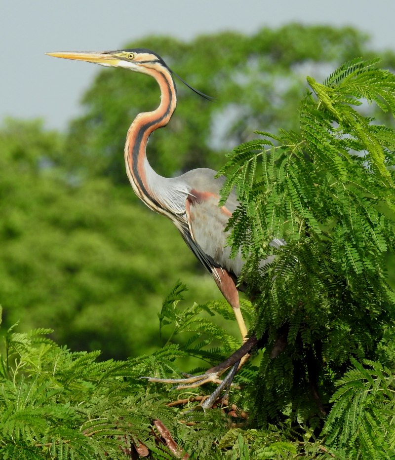Рыжая цапля (Ardea purpurea)