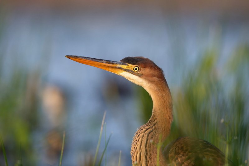 Рыжая цапля (Ardea purpurea)