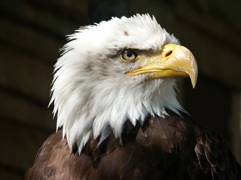 Лилия bald Eagle
