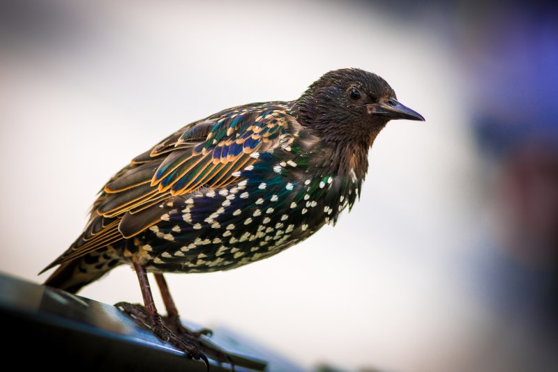 European Starling