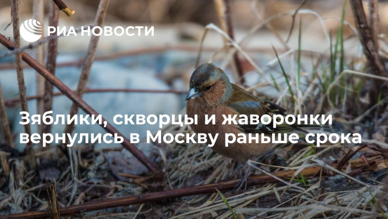 Зяблики, скворцы и Жаворонки
