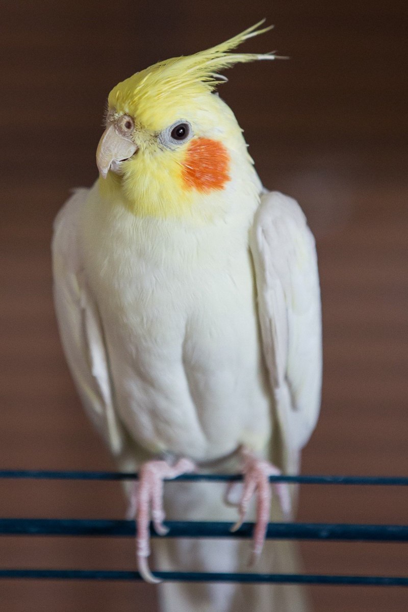 Корелла латино