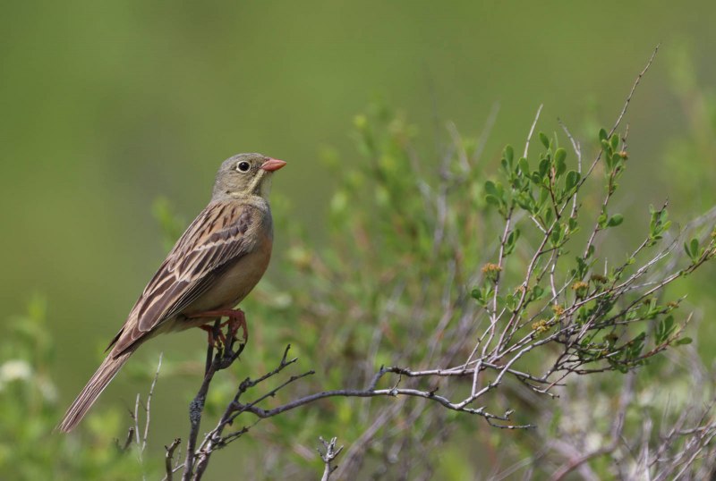 Emberiza hortulana