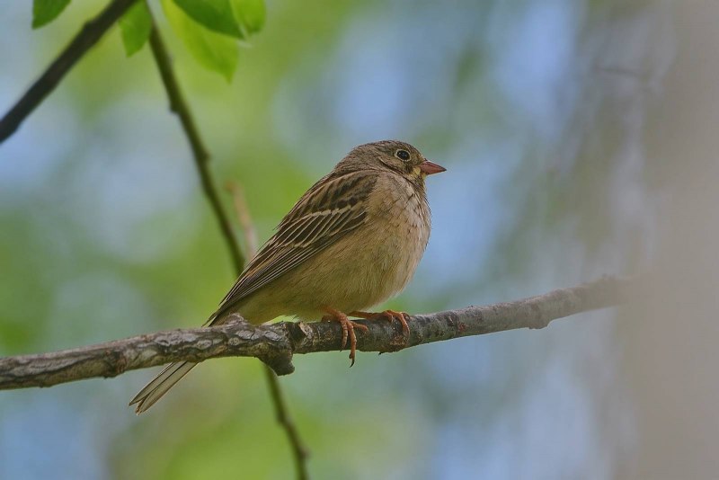 Овсянка Садовая Emberiza hortulana