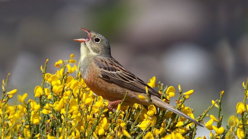 Овсянка Садовая – Emberiza hortulana (l., 1758)