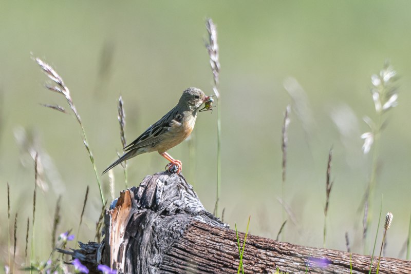 Emberiza hortulana