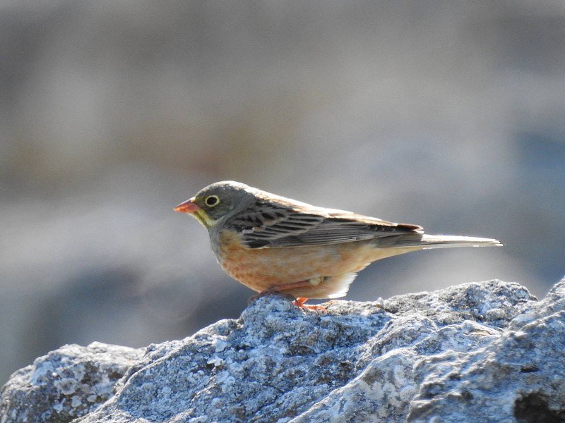 Овсянка Садовая – Emberiza hortulana Linnaeus рисунок