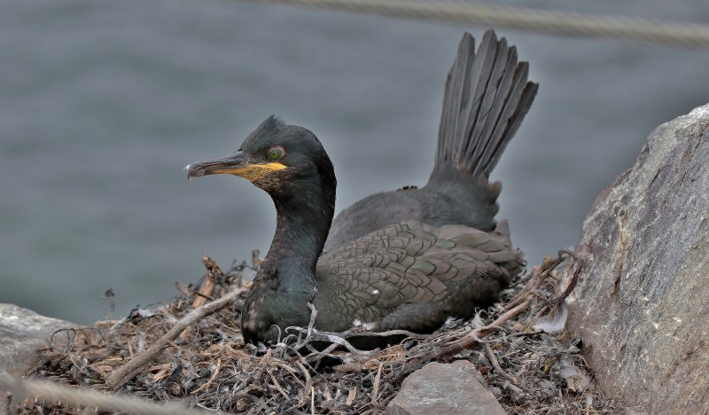 Малый Баклан (Phalacrocorax pygmaeus)
