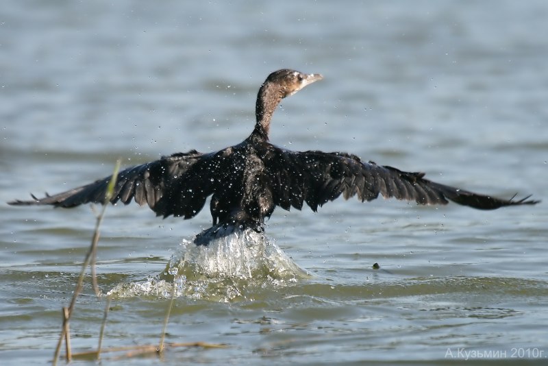 Малый Баклан (Phalacrocorax pygmaeus)