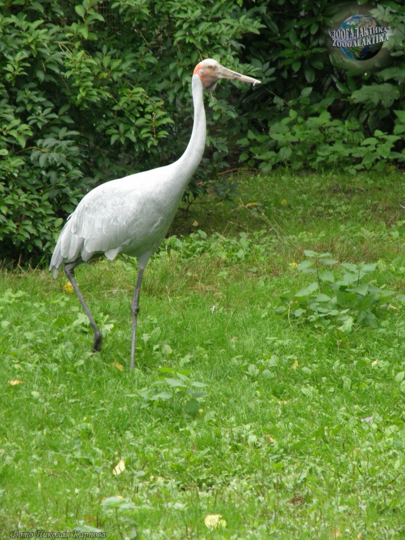 Птица кран Sarus
