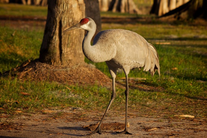 Sarus Crane
