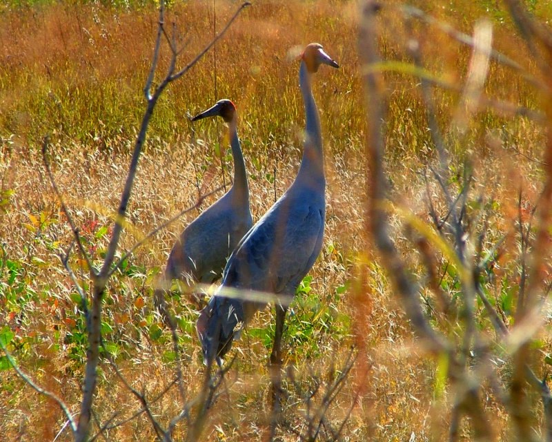 Grus rubicunda