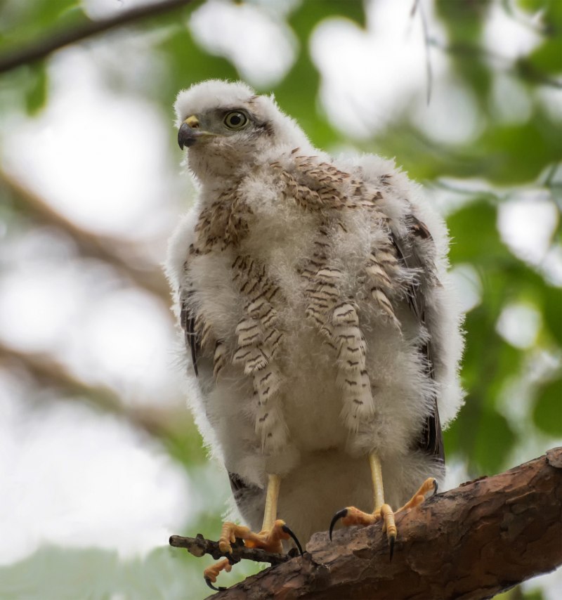 Ястреб-перепелятник (Accipiter nisus)